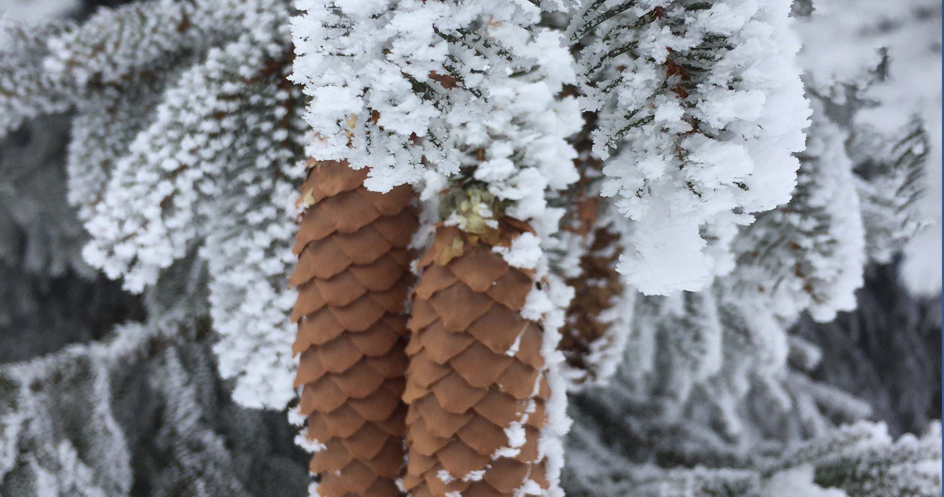 snow cones